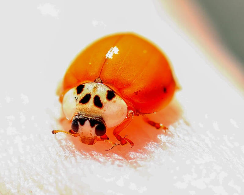 Asian Lady Beetle (7)