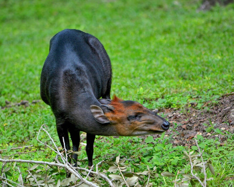 Black Duiker (1)