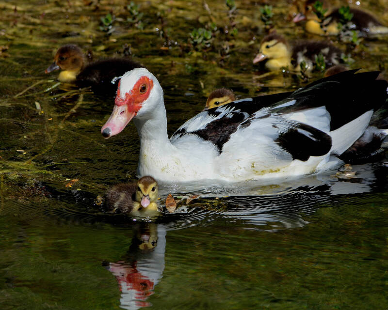 Muscovy Duck (2)