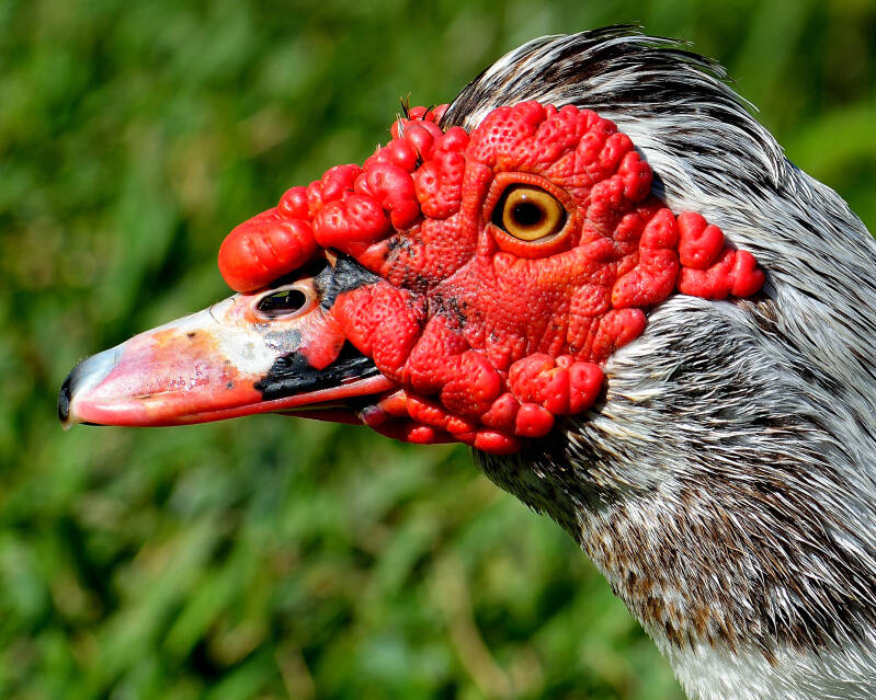 Muscovy Duck (3)