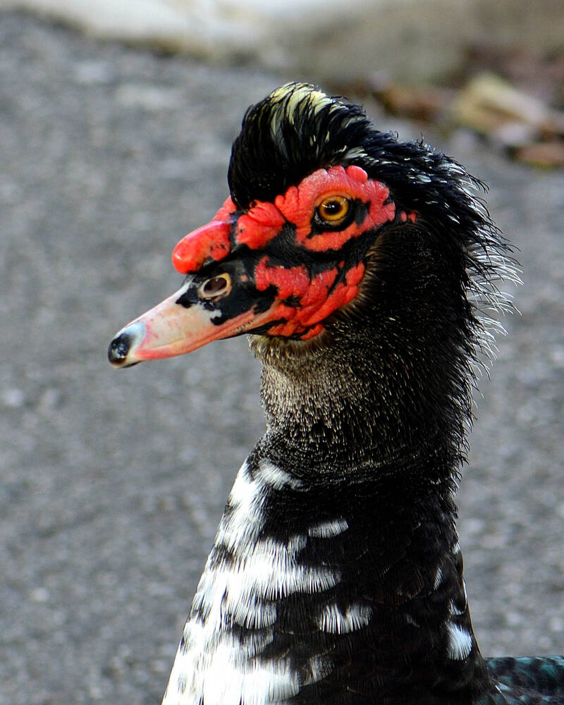 Muscovy Duck (1)