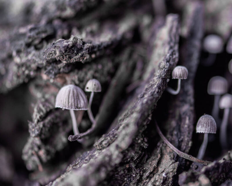 Mushroom (1)