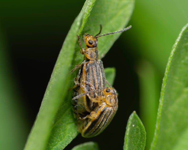 Skeletonizing Leaf Beetle (3)