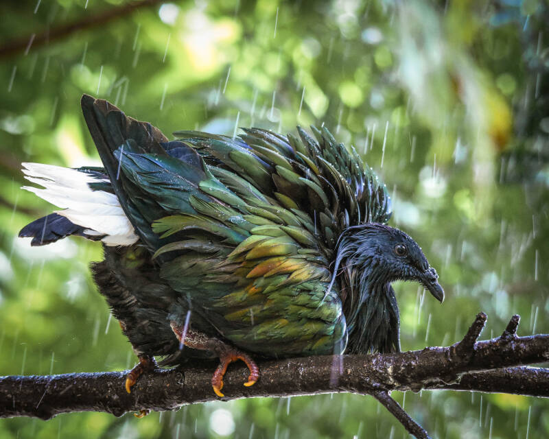 Nicobar Pigeon (3)