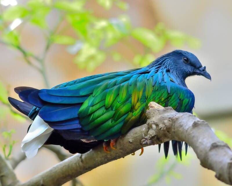 Nicobar Pigeon (1)