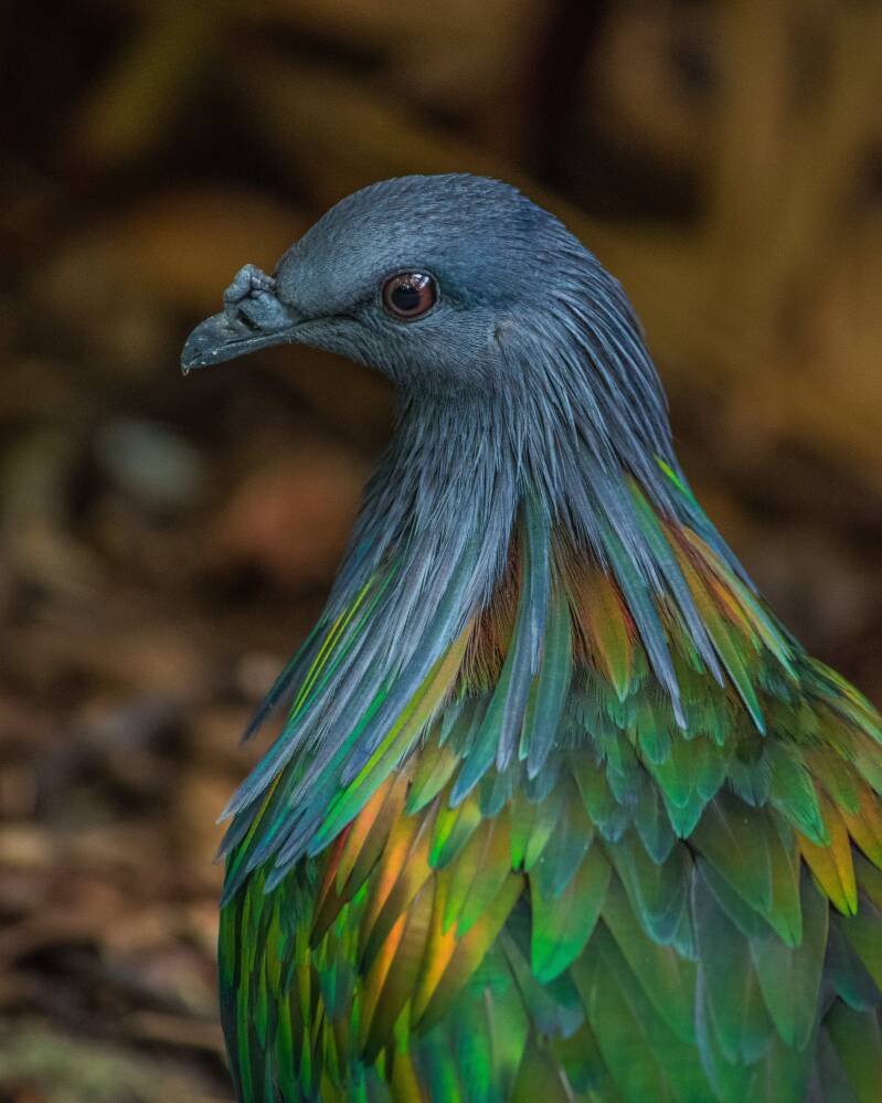 Nicobar Pigeon (2)