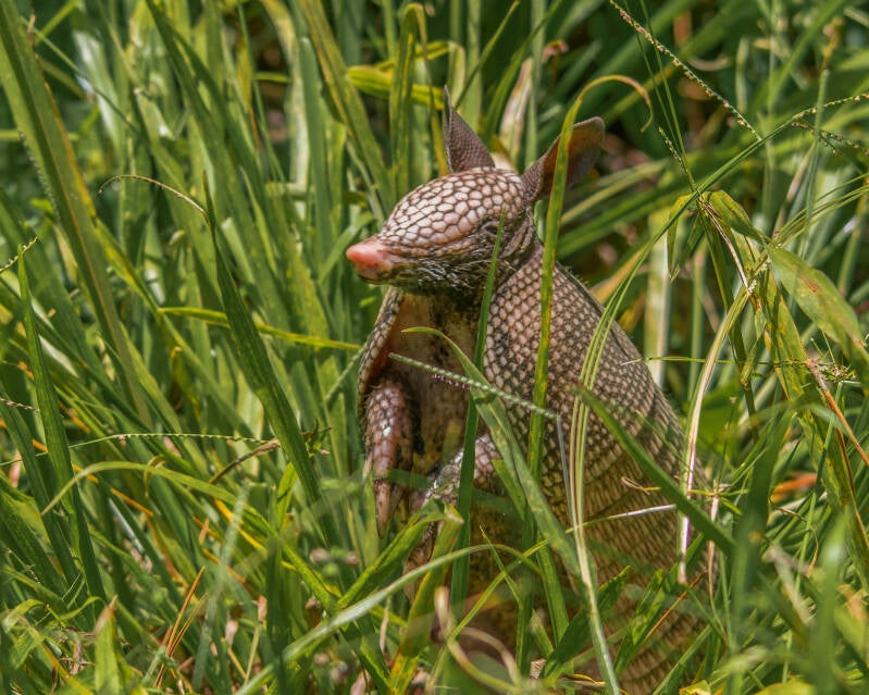 Bine-Banded Armadillo (2)