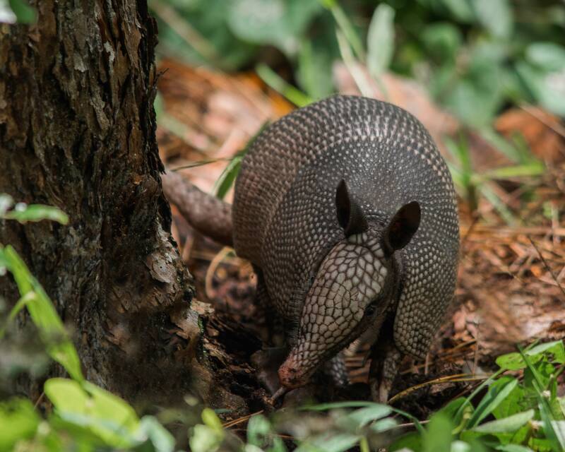 Nine-Banded Armadillo (1)