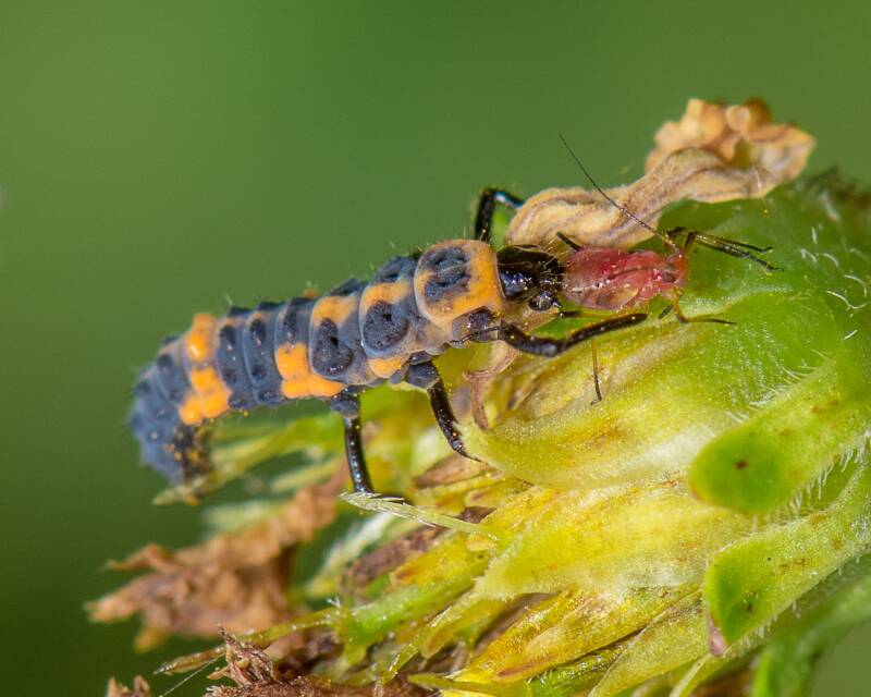 Spotless Lady Beetle (1)