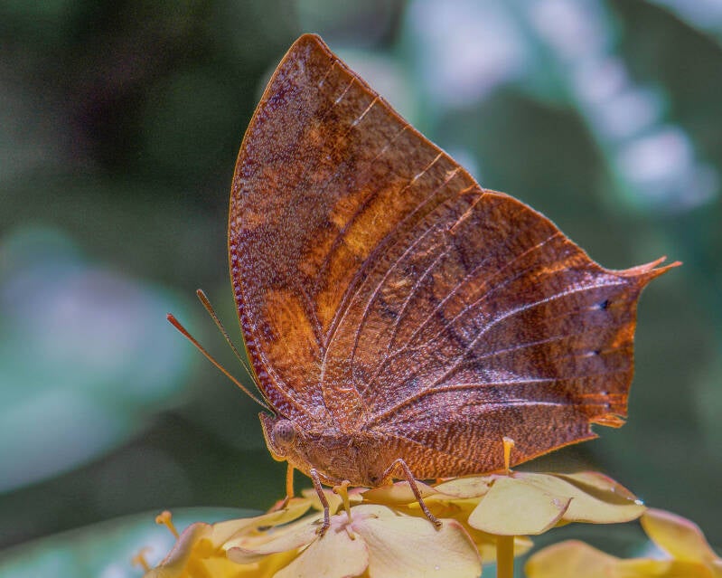 Noble Leafwing (1)