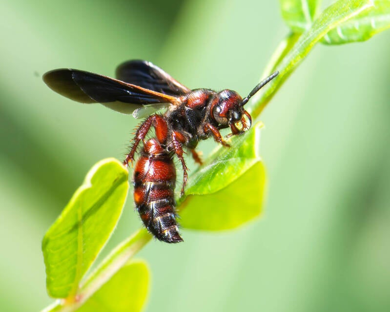Noble Scoliid Wasp (1)