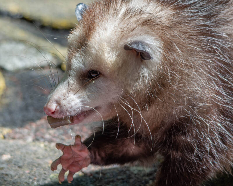 Opposum (2)