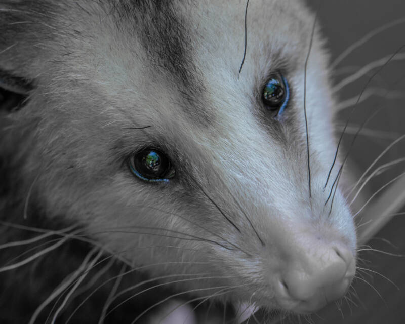 Opposum (3)
