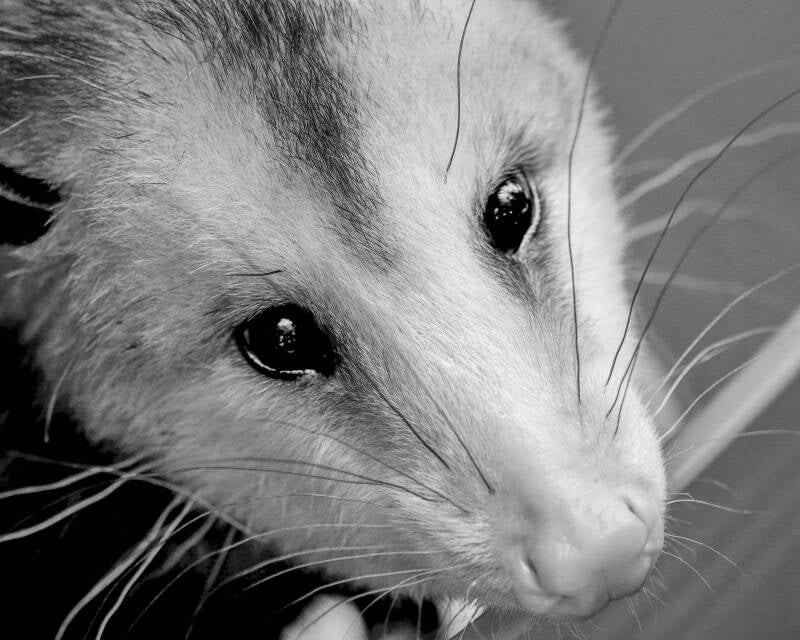 Opposum (1)