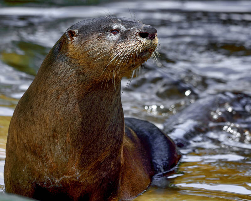 North American River Otter (1)