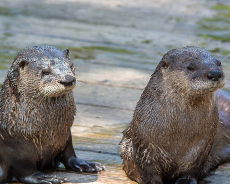 North American River Otter (2)