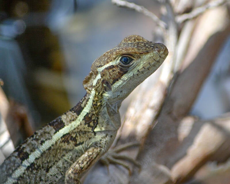 Brown Basilisk (1)