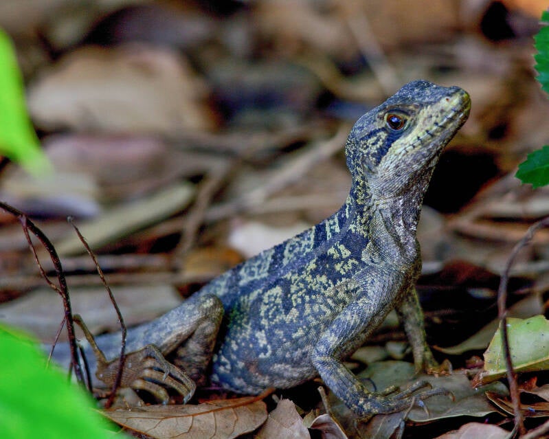 Brown Basilisk (2)