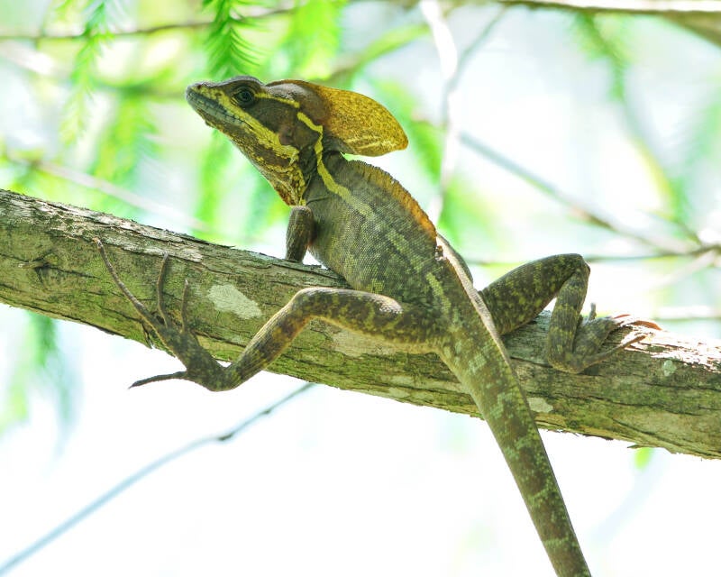 Brown Basilisk (4)
