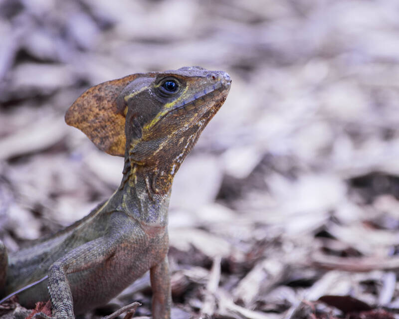 Brown Basilisk (3)