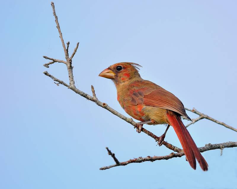 Northern Cardinal (1)