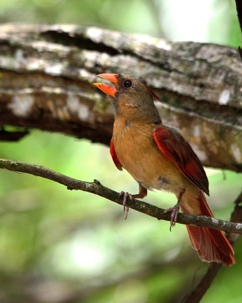 Northern Cardinal (8)