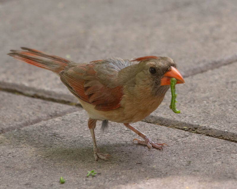 Northern Cardinal (9)