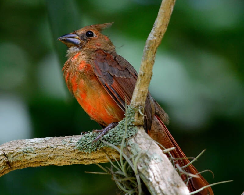 Northern Cardinal (7)