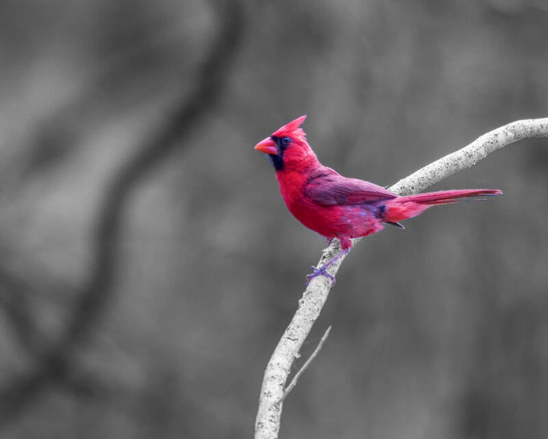 Northern Cardinal (4)