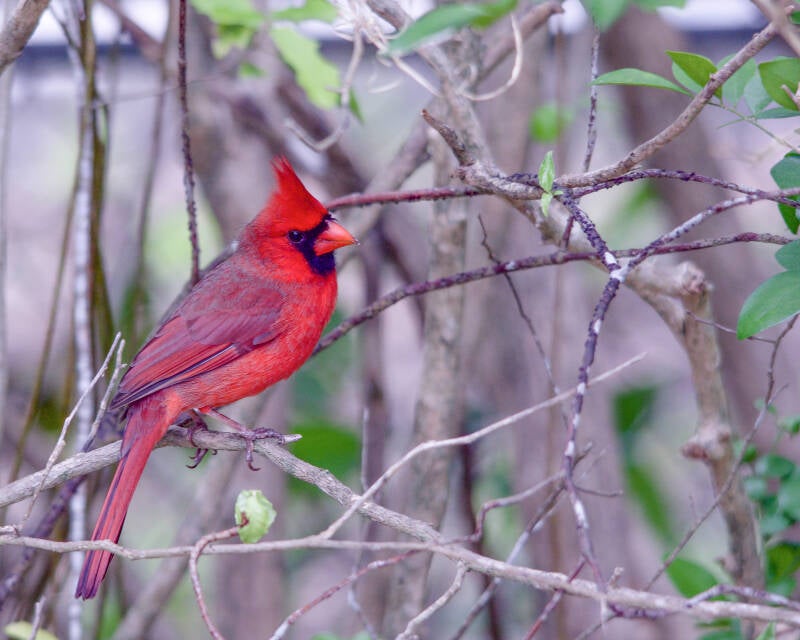 Northern Cardinal (2)