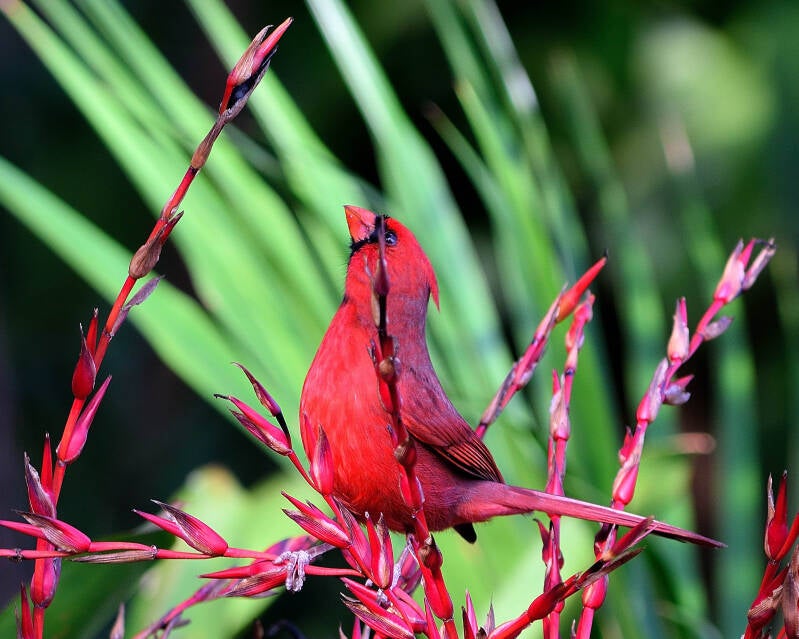 Northern Cardinal (3)