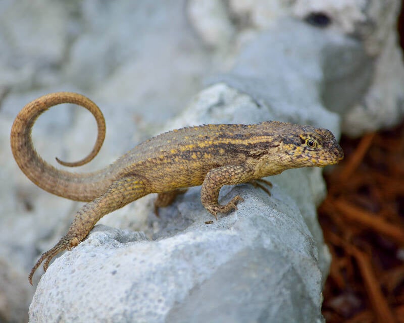 Northern Curly-Tailed Lizard (1)