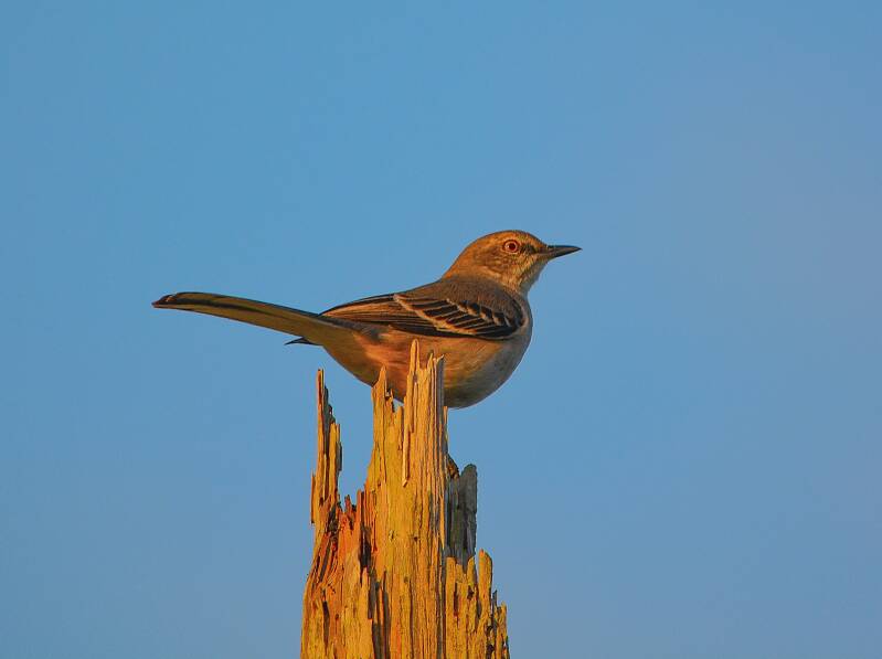 Northern Mockingbird (1)