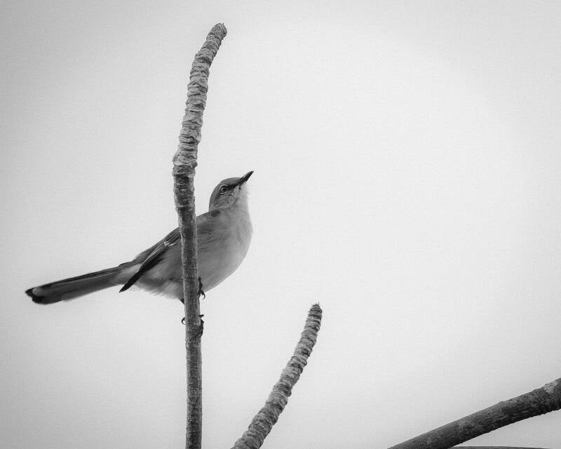 Northern Mockingbird (2)