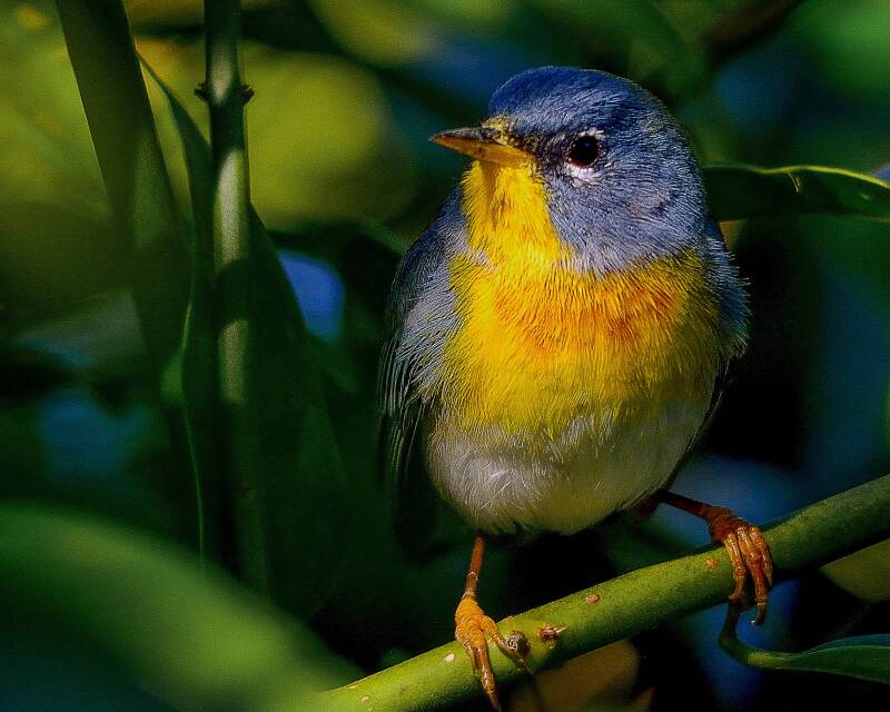 Northern Parula (1)