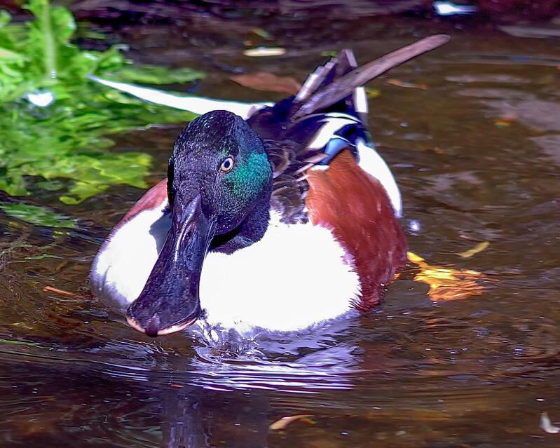Northern Shoveler (1)