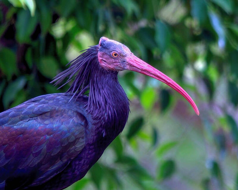 Northern Bald Ibis (1)