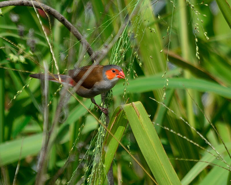 Orange-Cheeked Waxbill (1)