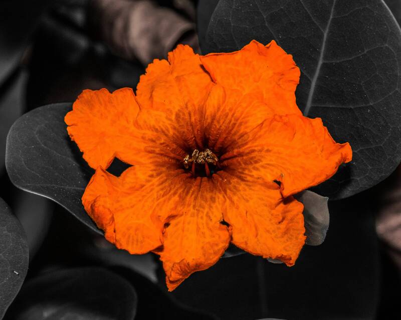 Orange Geiger (1)