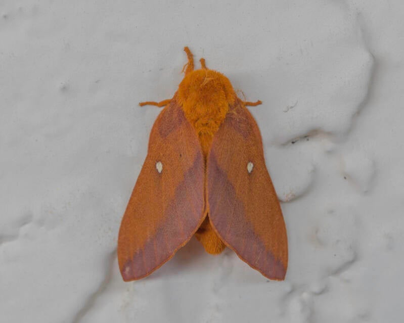 Orange-Tipped Oakworm Moth (2)