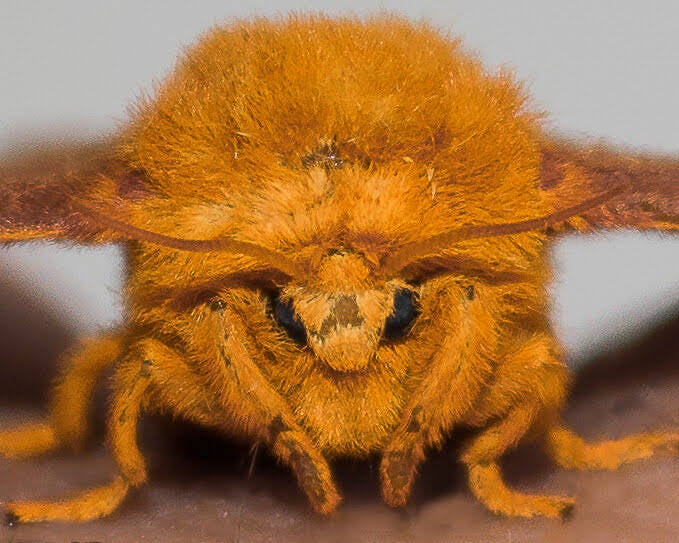 Orange-Tipped Oakworm Moth (1)