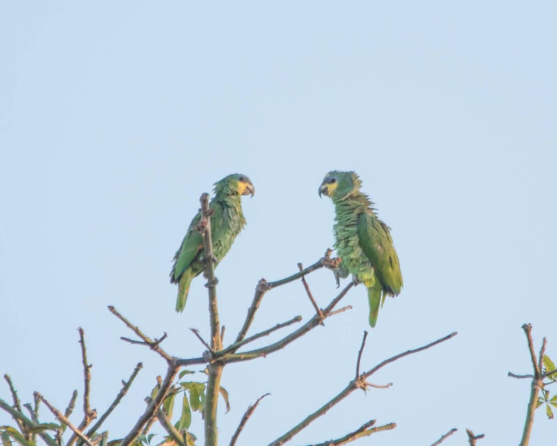 Orange-Winged Amazon (1)