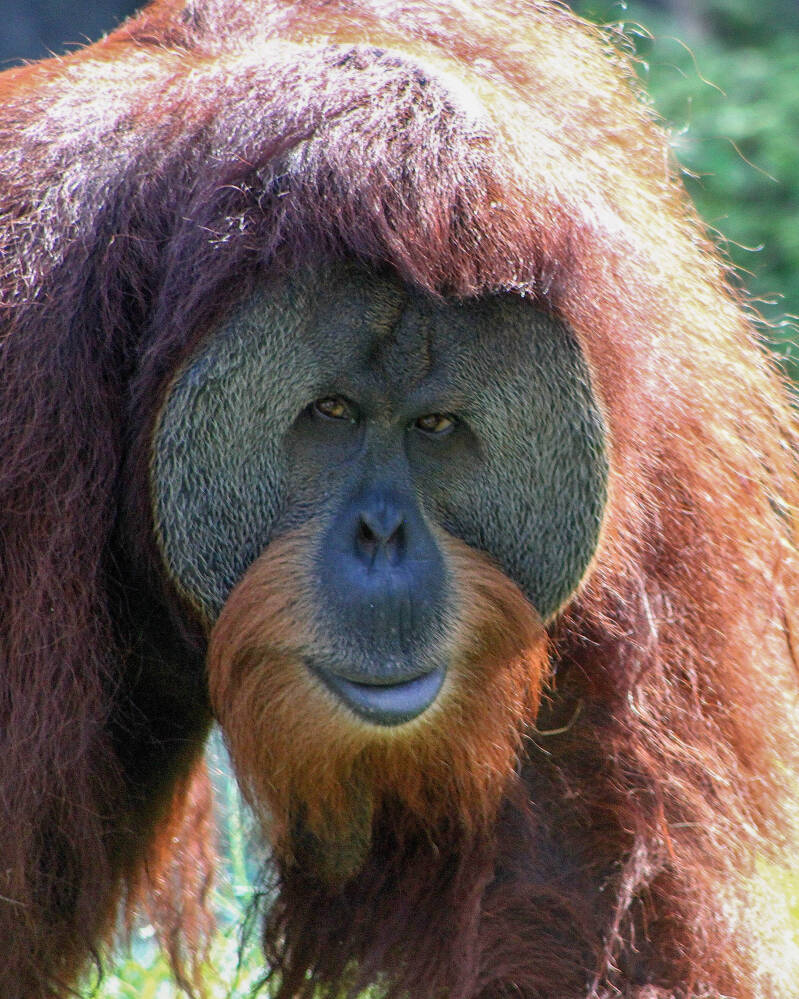 Bornean Orangutan (4)