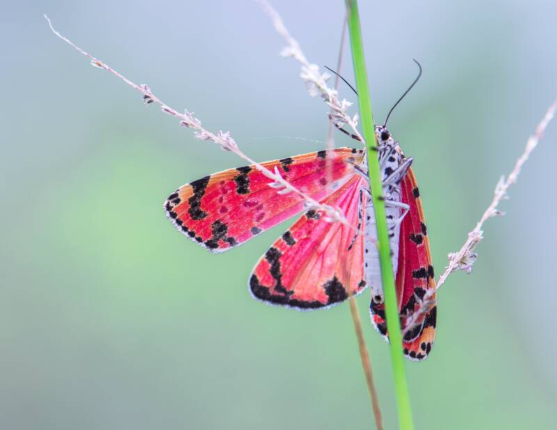 Ornate Bella Moth (2)