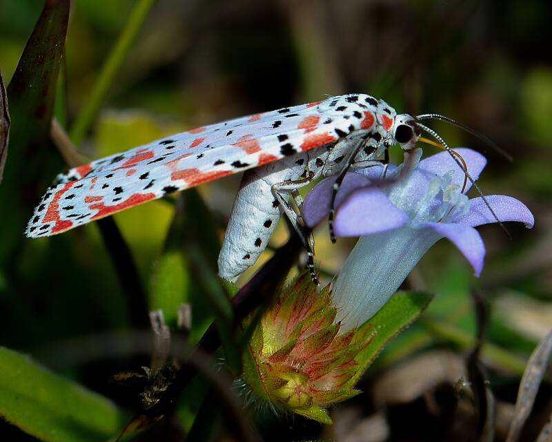 Ornate Bella Moth (1)