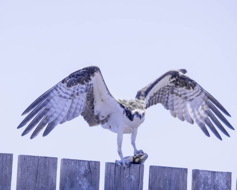 Osprey (9)