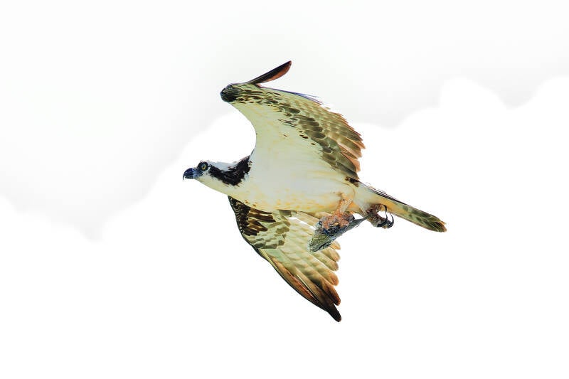 Osprey (8)