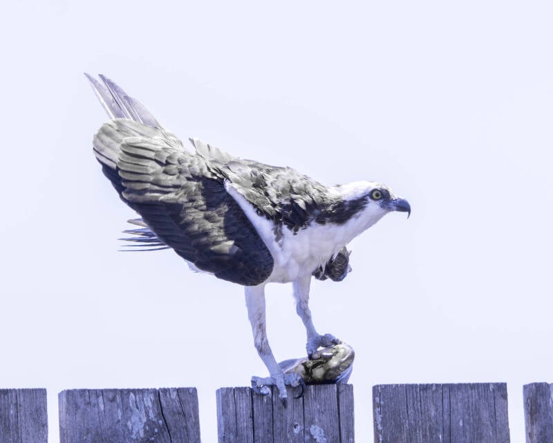 Osprey (10)