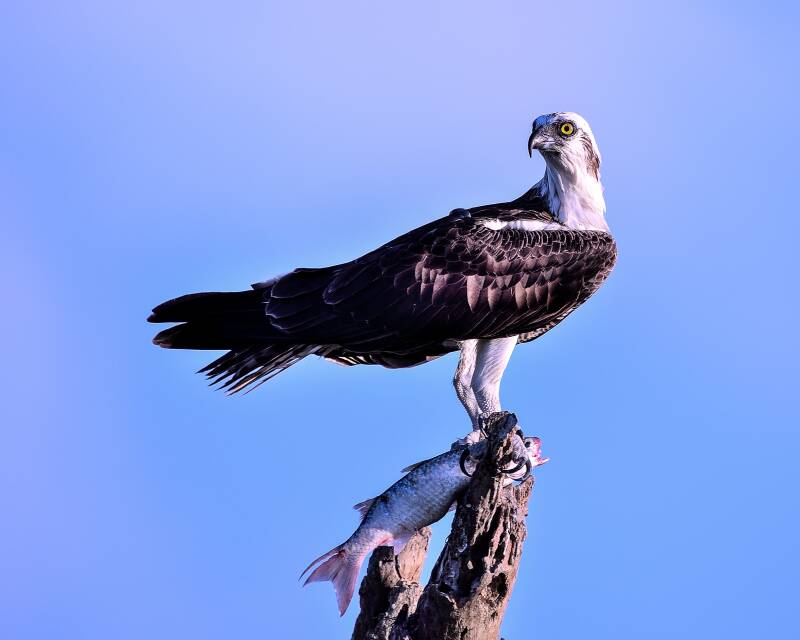 Osprey (3)