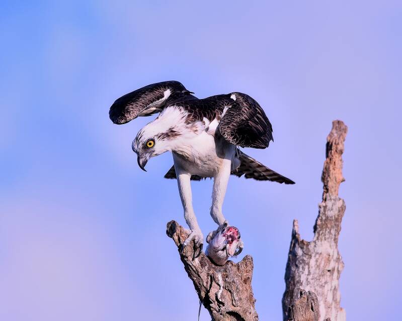 Osprey (4)
